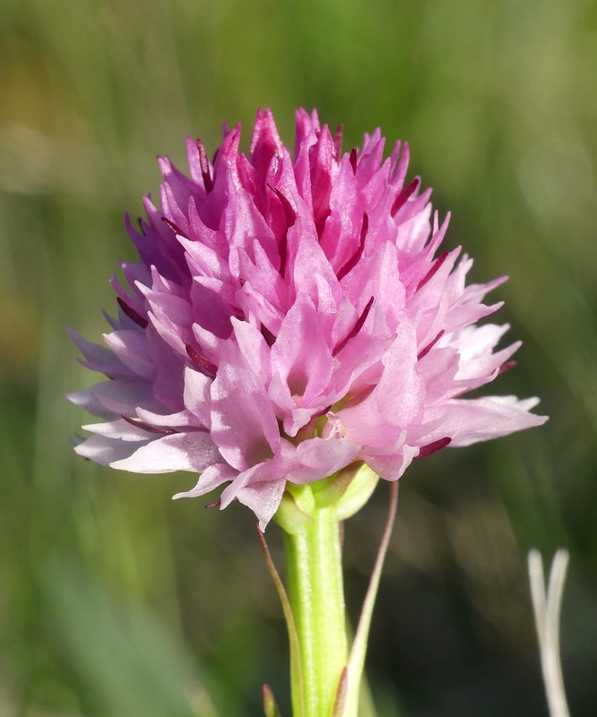 La Nigritella widderi a Pizzo di Sevo e Cima Lepri  -  luglio 2025